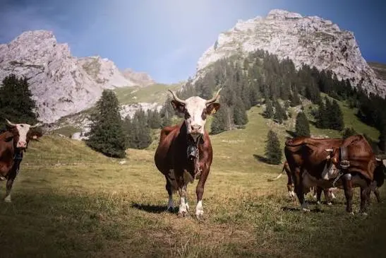 Farms and alpine pastures, La Clusaz