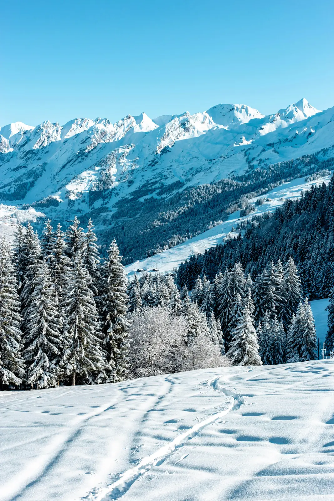 Snowy forest in the Aravis