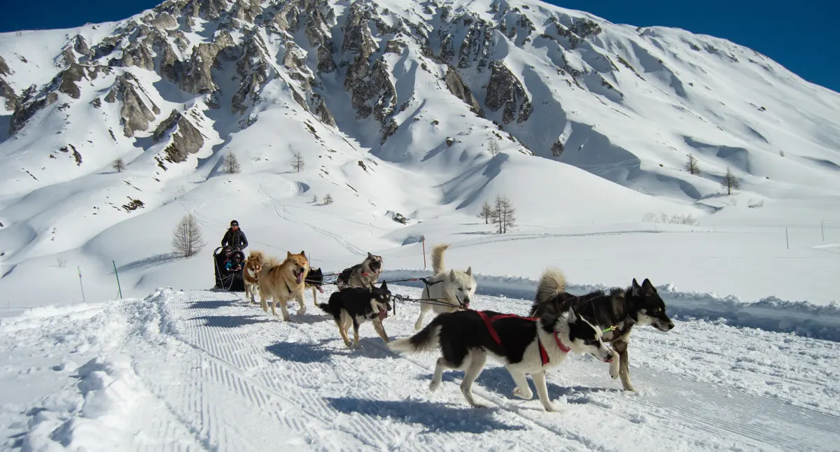 Dog sledding, Tignes